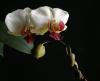 Foto de Hospital de Orqu�deas Green and White-orquideas nacionales e